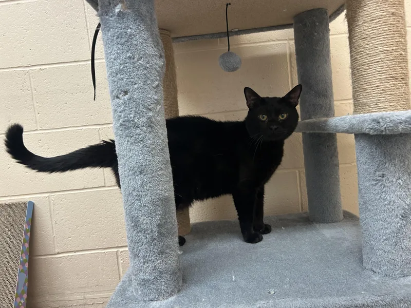 A young medium-sized male Black Domestic Short Hair cat named Milio for adoption in Washington, UT