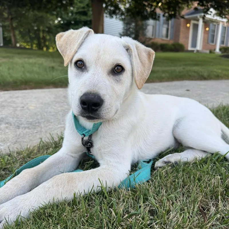 A baby large-sized male White / Cream Labrador Retriever dog named Jasper for adoption in Phoenix, MD