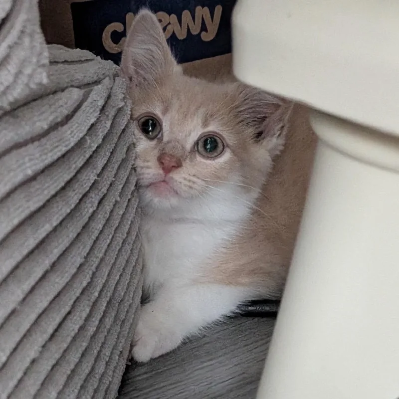 A baby small-sized male Buff / Tan / Fawn Domestic Short Hair cat named Lord Of Highgarden for adoption in Fredericksburg, VA