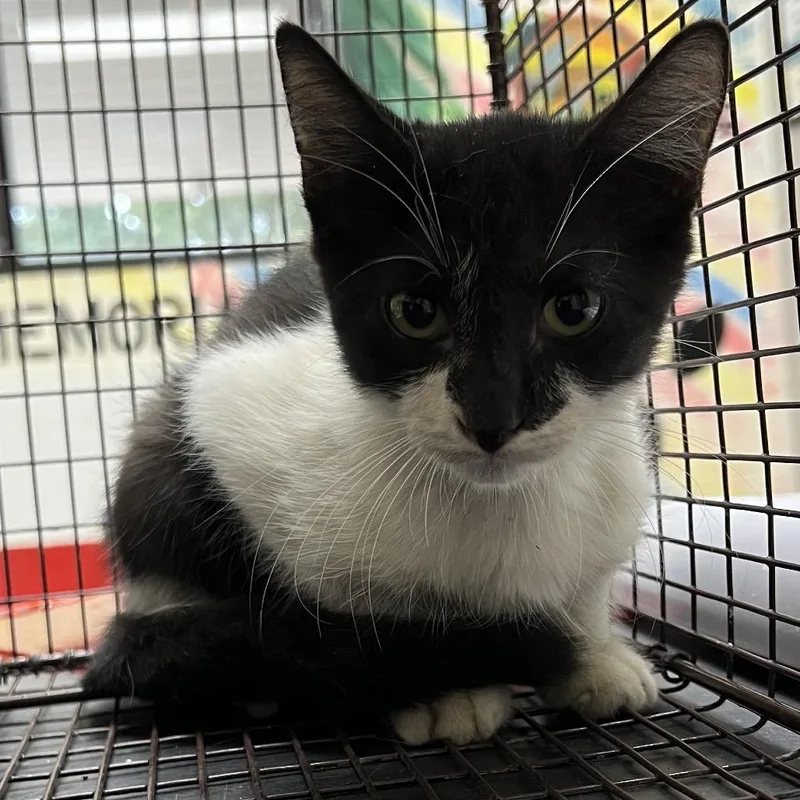 A baby small-sized male Domestic Short Hair cat named Batman for adoption in Lufkin, TX