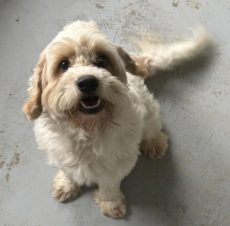 A young small-sized male Cocker Spaniel dog named Hayden for adoption in Greencastle, IN