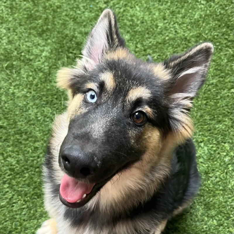 Koa the Puppy!
