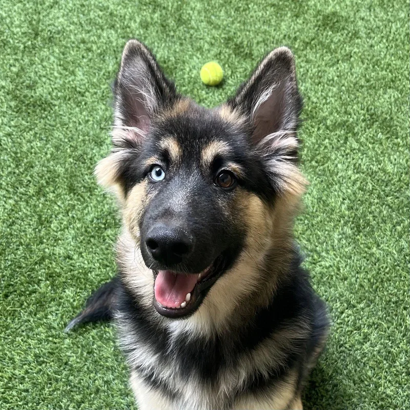 Koa the Puppy! thumbnail 3