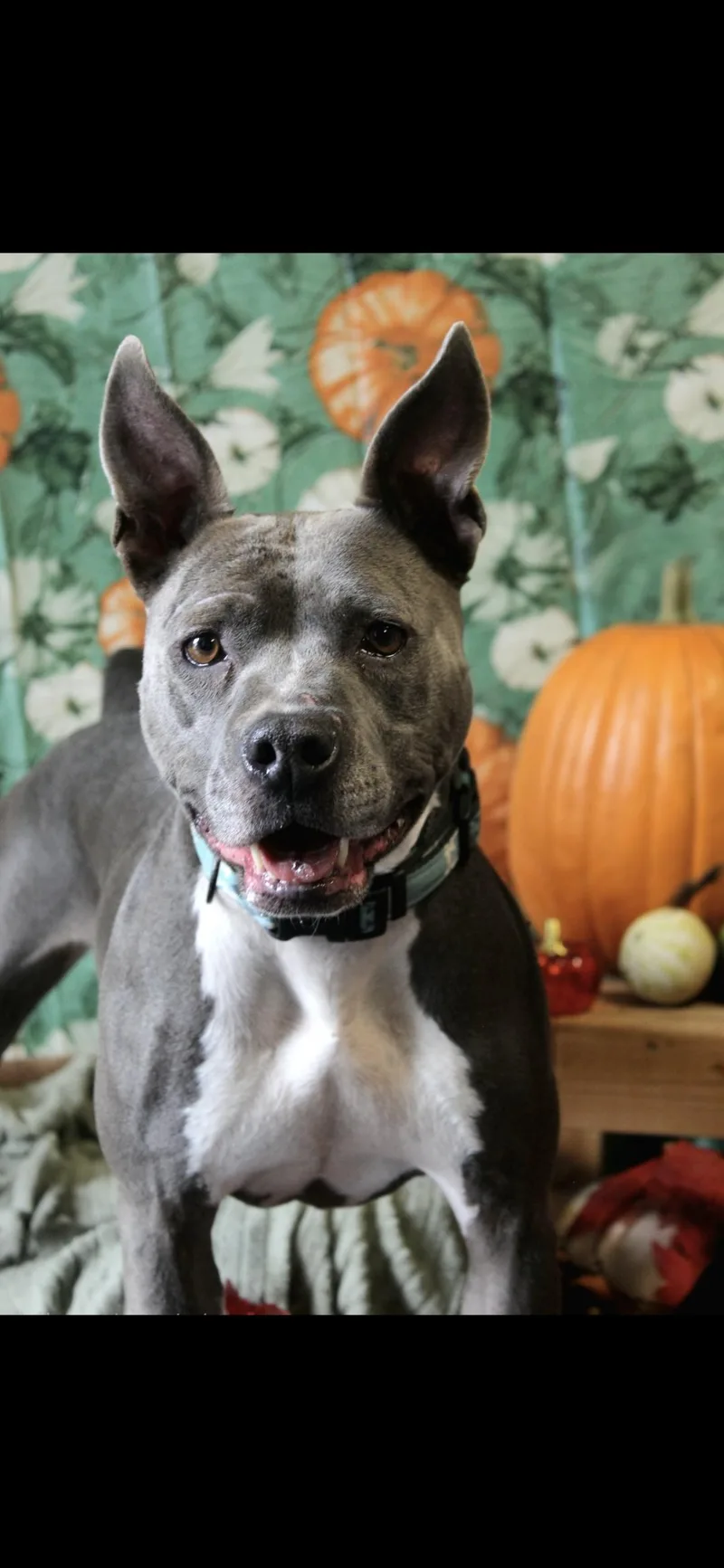 An adult medium-sized female Pit Bull Terrier dog named Nova for adoption in Berea, KY