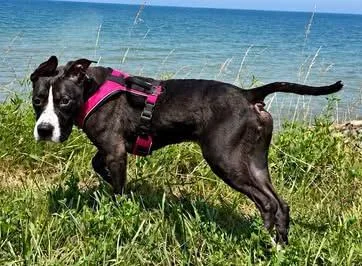An adult medium-sized male Black Pit Bull Terrier dog named Mamba for adoption in Euclid, OH