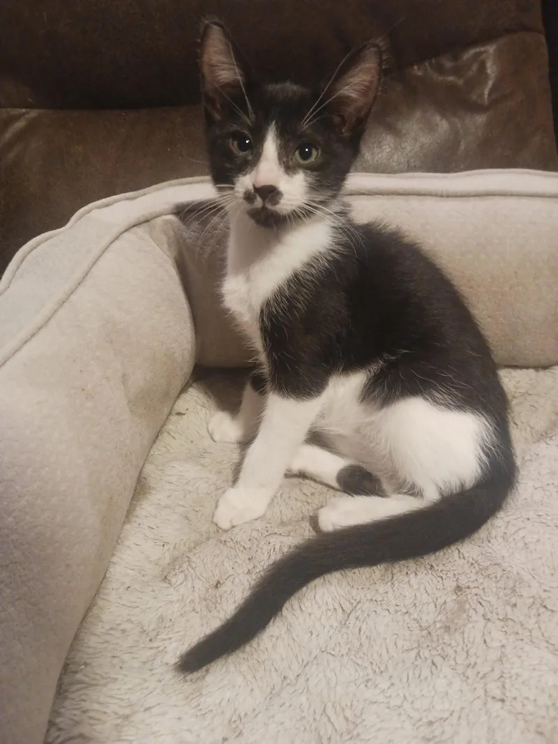 A baby medium-sized male Black & White / Tuxedo Domestic Short Hair cat named Wizard for adoption in Wesley Chapel, FL