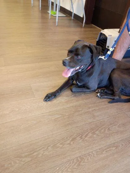 A young medium-sized male Mixed Breed dog named Pish for adoption in Atlanta, GA