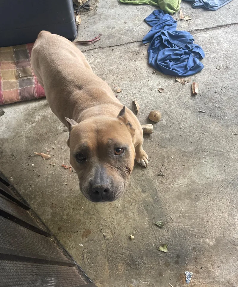 An adult medium-sized female American Staffordshire Terrier dog named Cupcake for adoption in Baltimore, MD