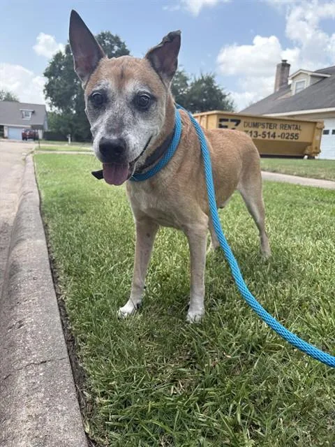 A senior medium-sized male German Shepherd Dog dog named Willy for adoption in Sugar Land, TX
