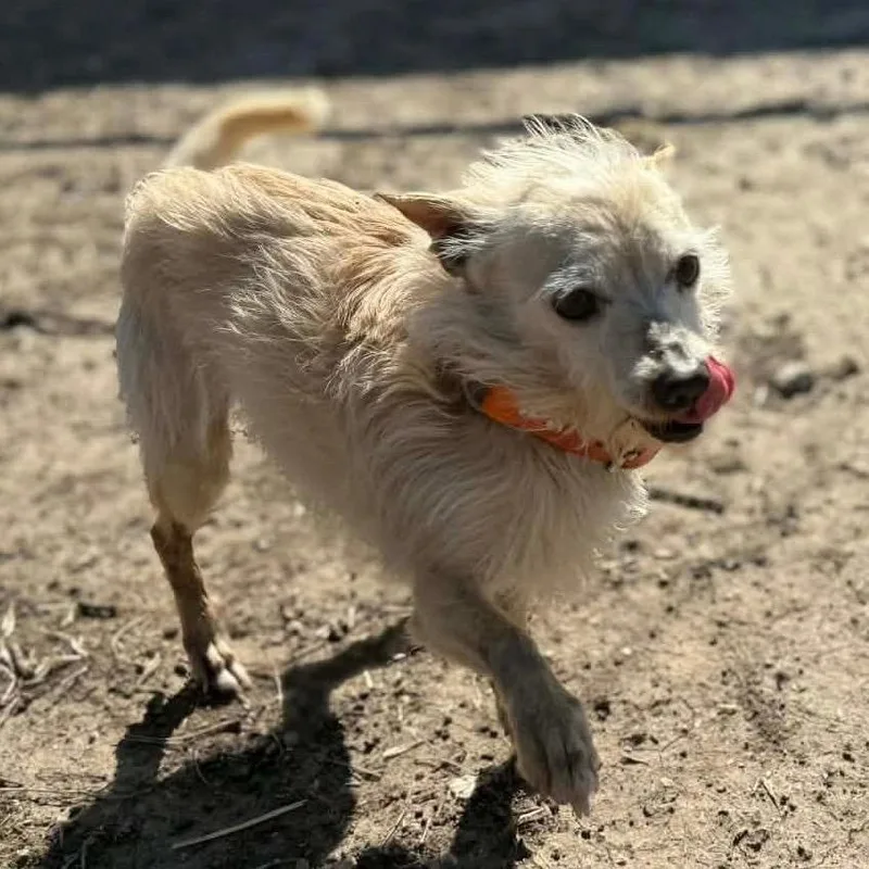 Ruby Rue thumbnail 4