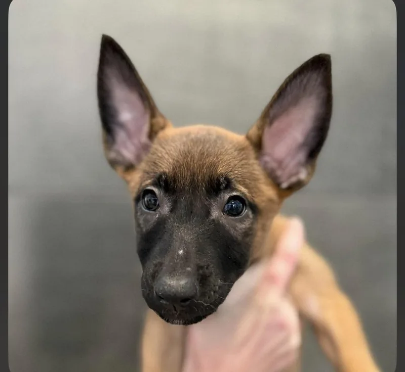 Kit  A League thumbnail 2