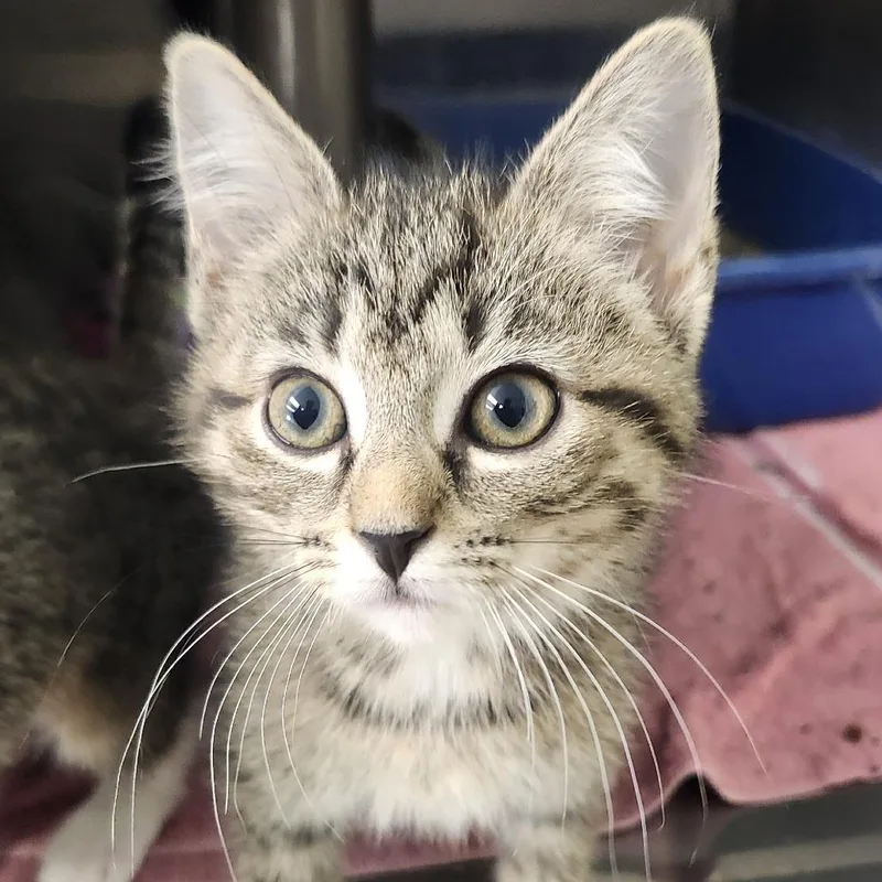 A baby small-sized female Brown / Chocolate Domestic Short Hair cat named Chubb for adoption in Columbia Station, OH