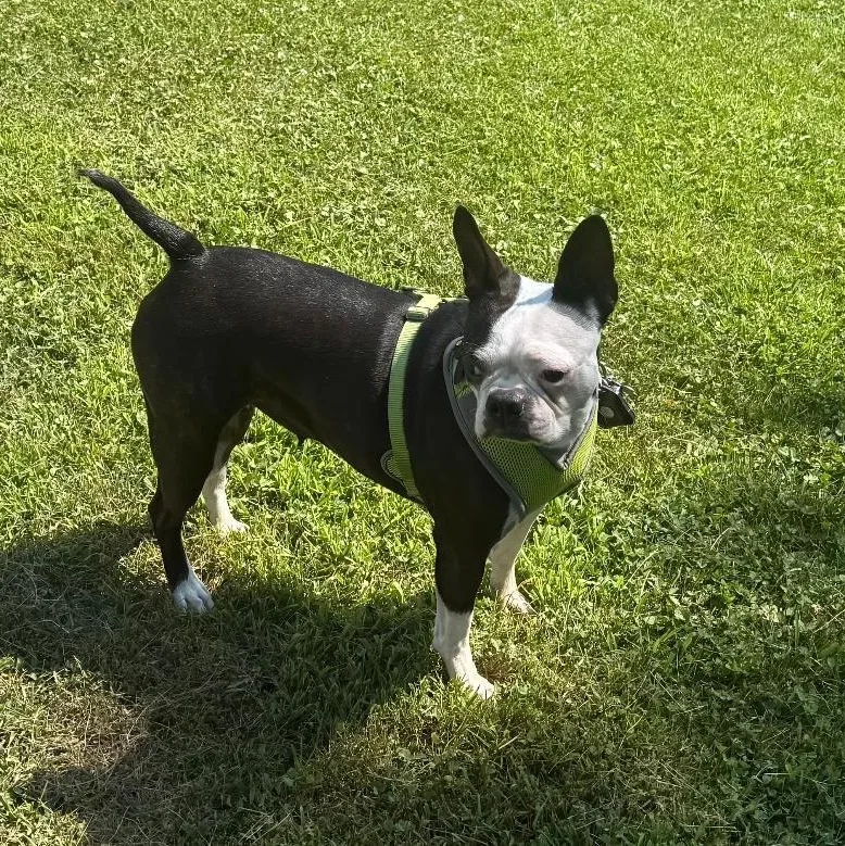 An adult small-sized female Black Boston Terrier dog named Jasmine in NE for adoption in Elkhorn, NE