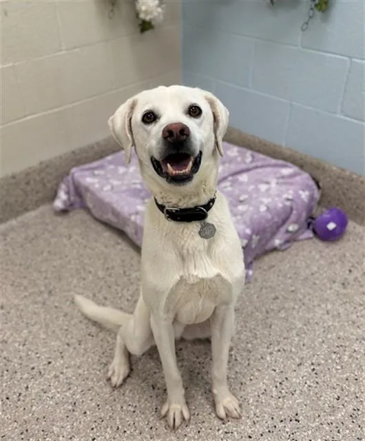 An adult medium-sized male Labrador Retriever dog named Decker for adoption in Brighton, CO