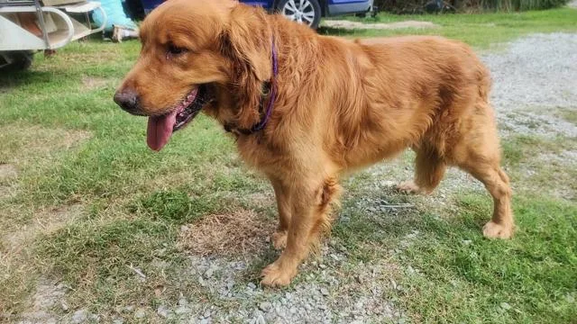 Luca