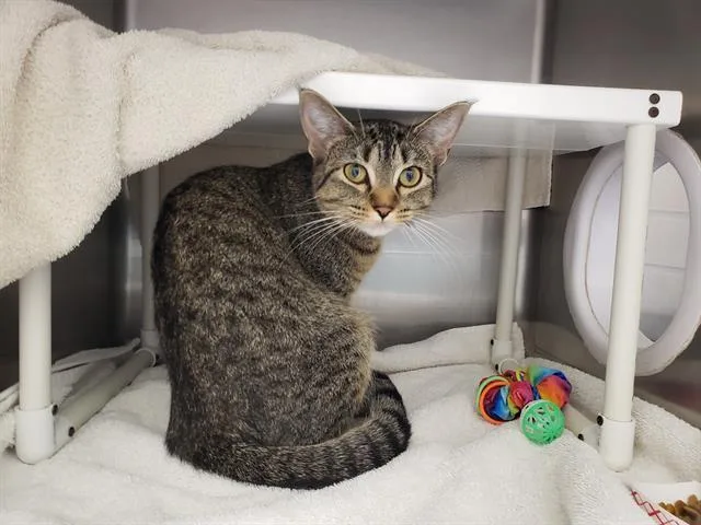 A young small-sized female Domestic Short Hair cat named Joan for adoption in Omaha, NE