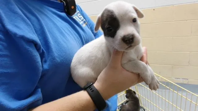 A baby small-sized female Labrador Retriever dog named Pearl for adoption in Tulsa, OK