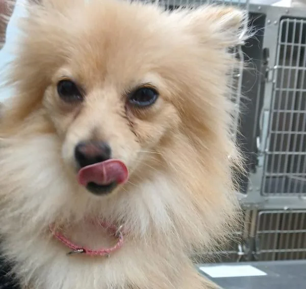 An adult small-sized female Pomeranian dog named Baby for adoption in Sioux City, IA