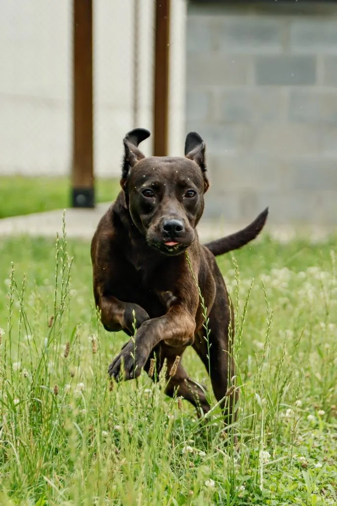 A young medium-sized female Mixed Breed dog named Unpaid Intern for adoption in Rome, GA