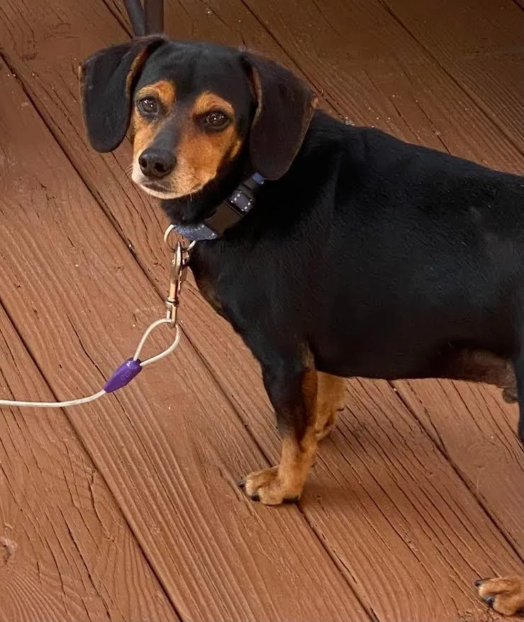 An adult small-sized male Dachshund dog named Hotdog Buddy for adoption in Crossville, TN