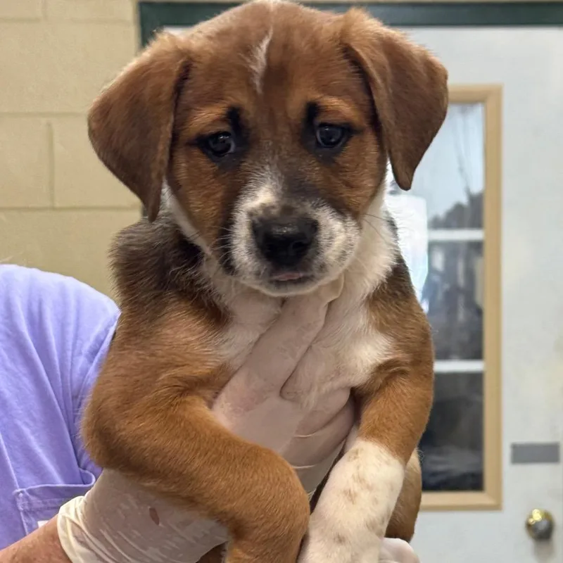 A baby small-sized female Yellow / Tan / Blond / Fawn Rough Collie dog named Grits for adoption in New York, NY