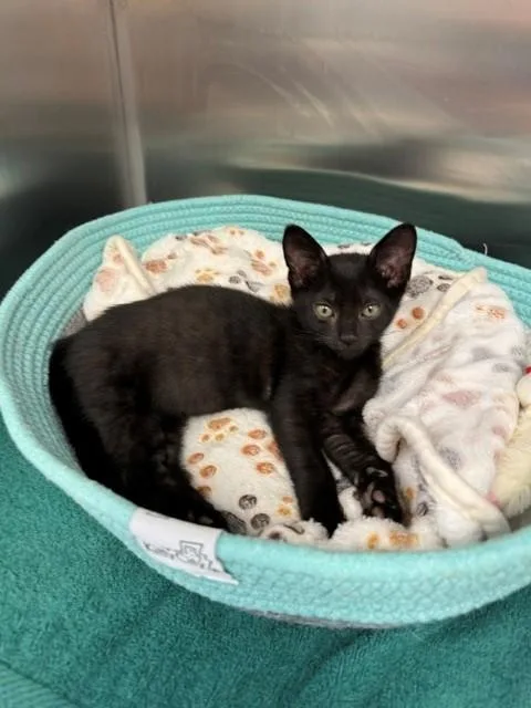 A baby small-sized male Domestic Short Hair cat named Mr. Jinx for adoption in Naples, FL
