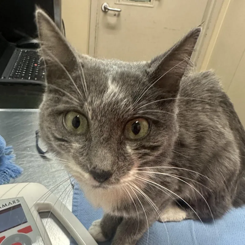 An adult medium-sized female Gray / Blue / Silver Domestic Short Hair cat named Sage for adoption in Tacoma, WA