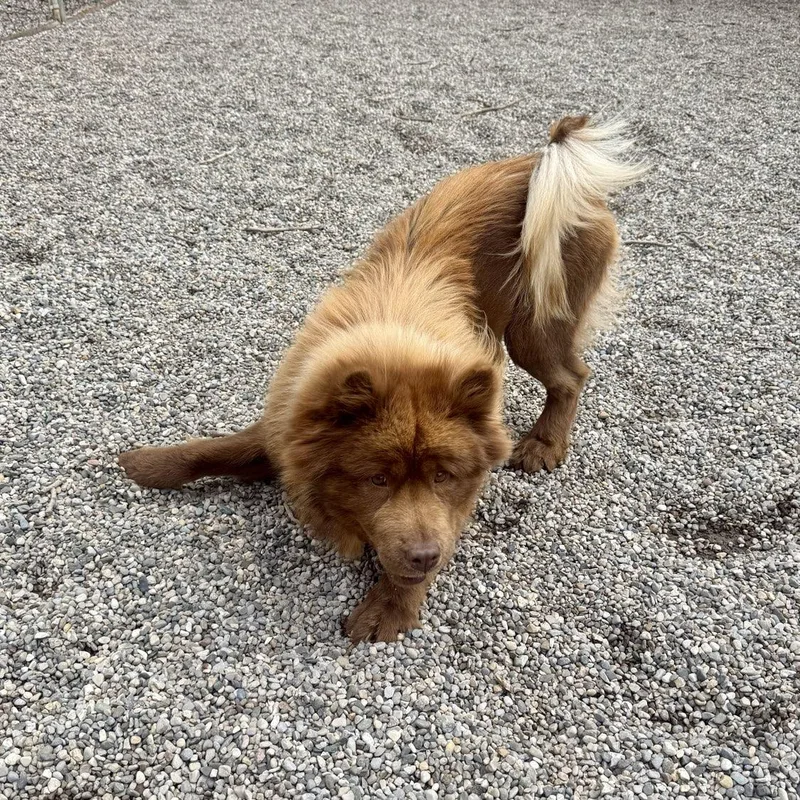 An adult medium-sized female Red / Chestnut / Orange Chow Chow dog named Venus for adoption in Adrian, MI