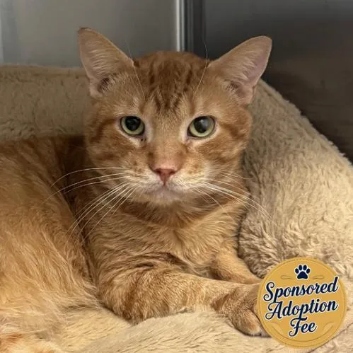 Heathcliff thumbnail 2