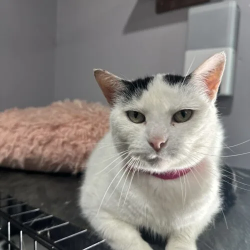 An adult medium-sized female White Domestic Short Hair cat named Gianna for adoption in Tipp City, OH