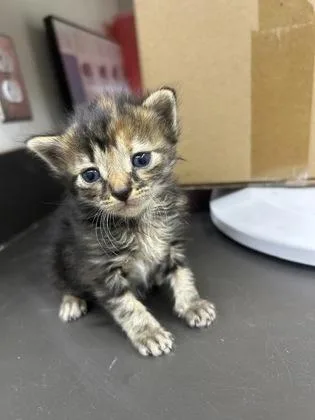 A baby small-sized male Domestic Short Hair cat named Max Verstappen for adoption in Gainesville, FL