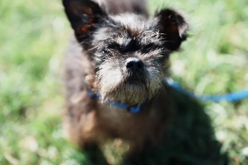 A senior small-sized male Brussels Griffon dog named Max for adoption in Wappingers Falls, NY