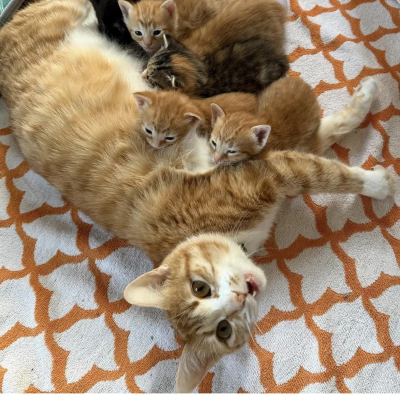 An adult large-sized female Orange & White Tabby cat named Trixie for adoption in Stamford, CT