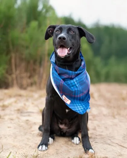 Frankenpup thumbnail 2