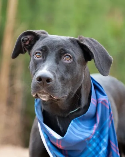 Frankenpup thumbnail 3