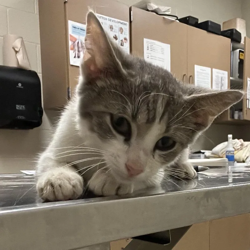 A baby small-sized male Gray / Blue / Silver Domestic Short Hair cat named Nacho Fries for adoption in Bristol, IN