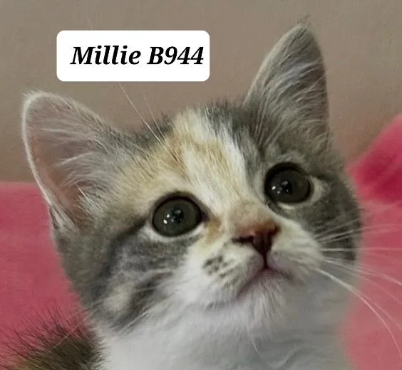 A baby medium-sized female Dilute Calico Domestic Medium Hair cat named Millie for adoption in Morganton, NC