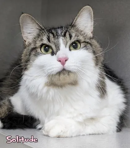 An adult medium-sized female Domestic Short Hair cat named Solitude for adoption in Mason, MI