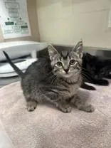 A young medium-sized female Tabby (Brown / Chocolate) Domestic Short Hair cat named Sportive for adoption in Manitowoc, WI