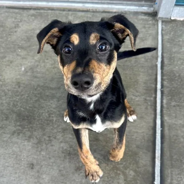 A baby medium-sized male American Staffordshire Terrier dog named Luigi for adoption in Walnut Creek, CA