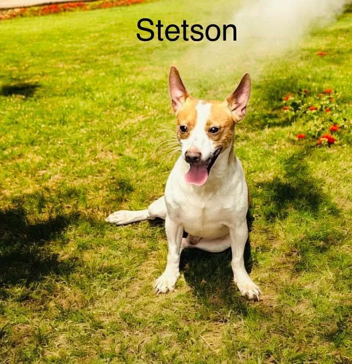 Stetson thumbnail 2