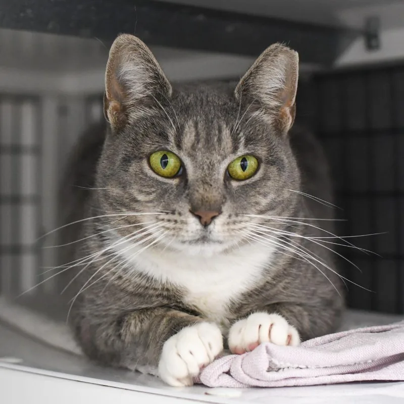 A young medium-sized female Domestic Short Hair cat named Jenny for adoption in Ewing, NJ