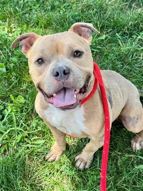 An adult medium-sized male Terrier dog named Polo for adoption in Olivette, MO