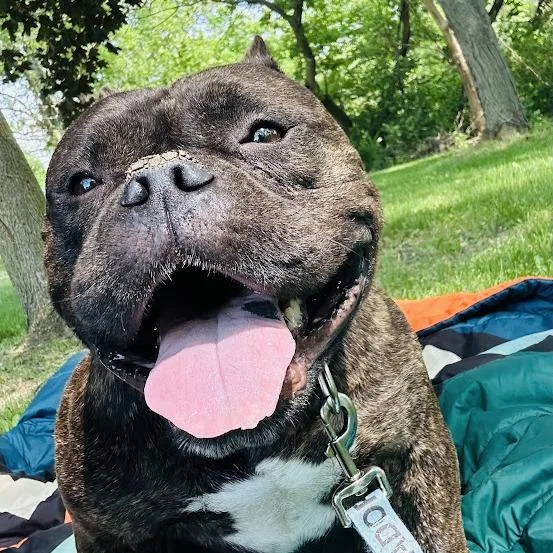 An adult medium-sized female Brindle Mixed Breed dog named Bestie Mama for adoption in Fairport, NY