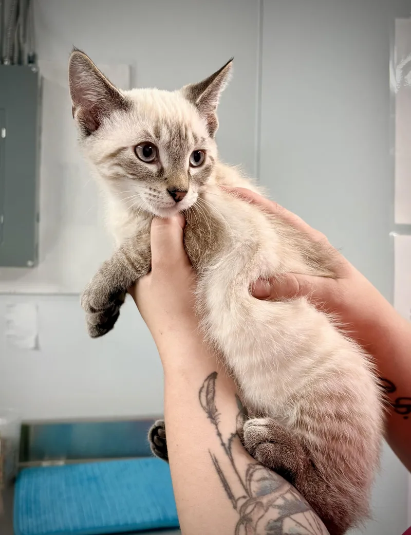 A baby small-sized male Blue Point Siamese cat named Rain for adoption in Kalamazoo, MI