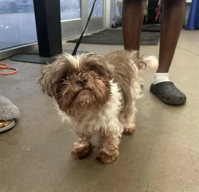 An adult small-sized male Mixed Breed dog named Alex for adoption in Dallas, TX