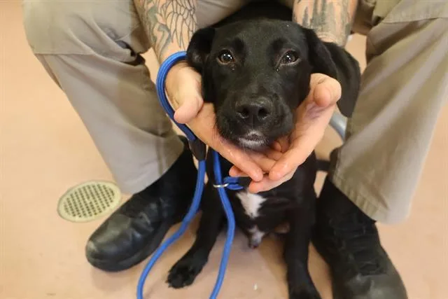 A young medium-sized male Mixed Breed dog named Jax for adoption in Columbia, SC