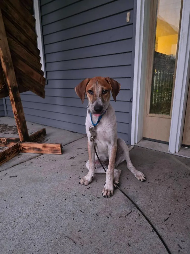 A baby large-sized male Mixed Breed dog named Flint for adoption in Fond Du Lac, WI