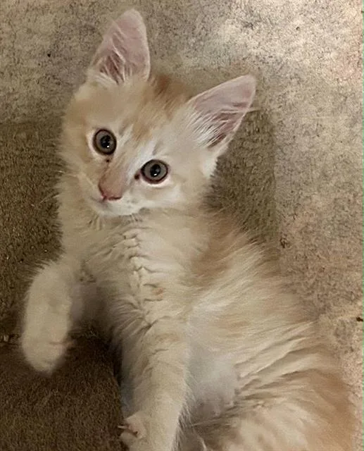 A baby small-sized male Domestic Short Hair cat named Frankie for adoption in Sacramento, CA