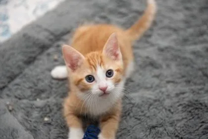 A baby medium-sized male Domestic Short Hair cat named Pistachio for adoption in West Chester, PA